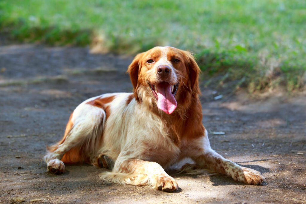 How To Adopt a Brittany Dog in District Of Columbia