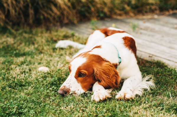 Brittany Dog Lying On The Ground On Outdoor Trail