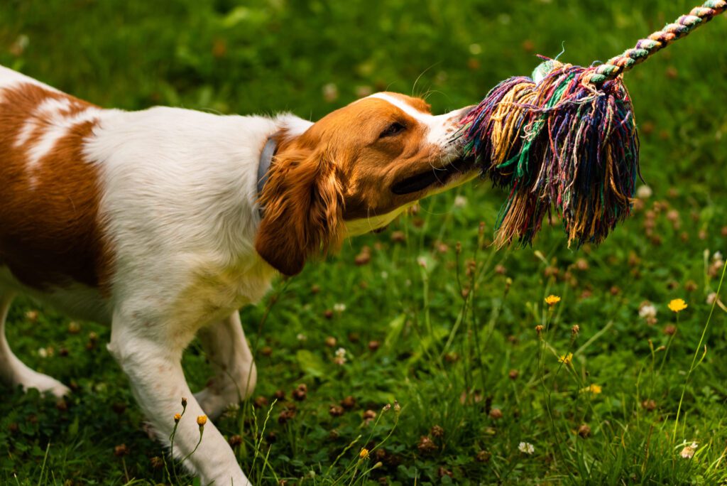 Brittany Dog Playing Tug Of War With Rope Toy