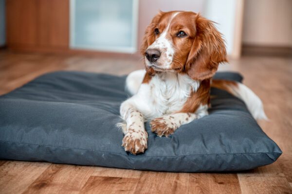 Brittany Dog Resting On Dog Bed Indoors