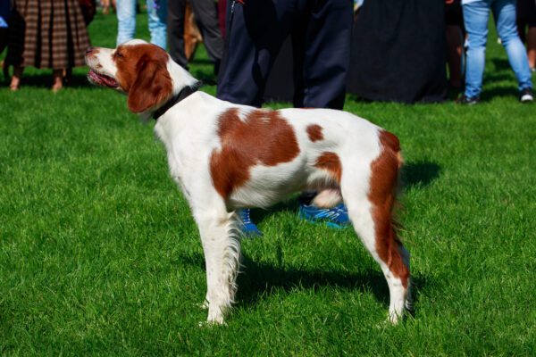Brittany Dog Standing On Grass Beside Handler