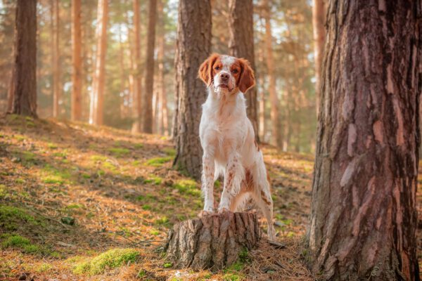 Brittany Dog Standing On Tree Stump In Forest