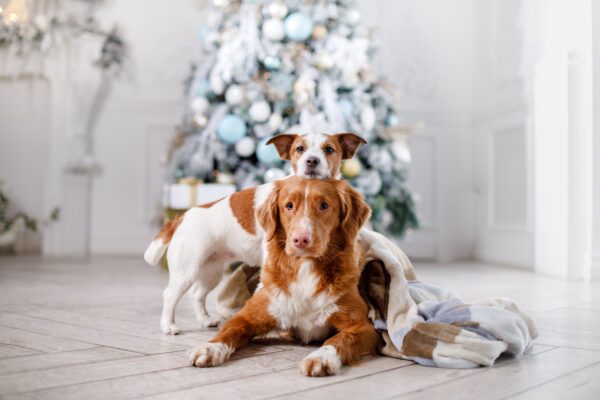 Brittany Dogs Lying Together Beside Decorated Christmas Tree
