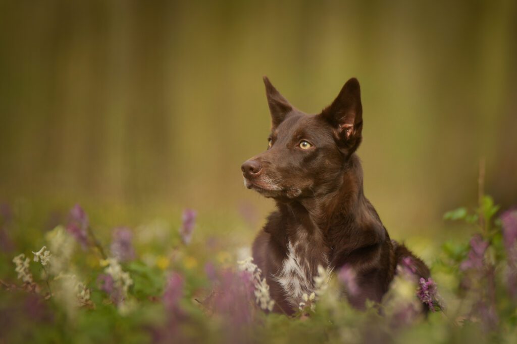 Brown Kelpie Sitting Among Wildflowers Outdoors