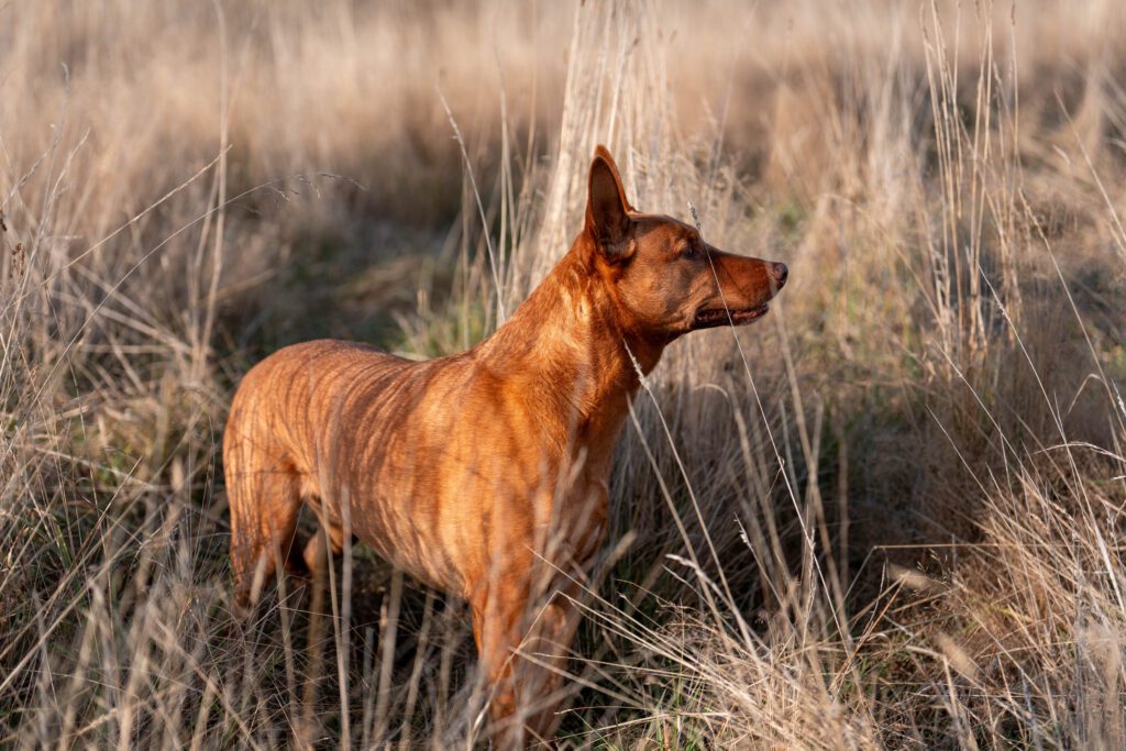 How to Adopt a Kelpie