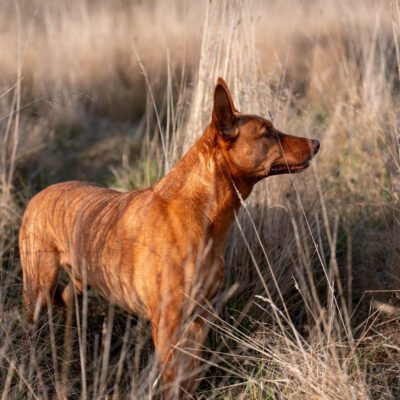 Kelpie