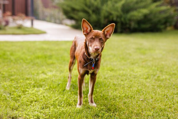 Brown Kelpie Standing On Grass In A Park