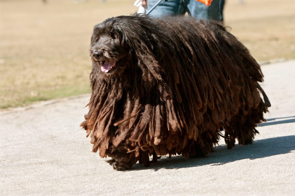 How to Adopt a Komondor