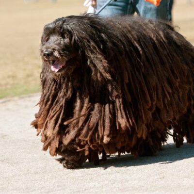 Komondor