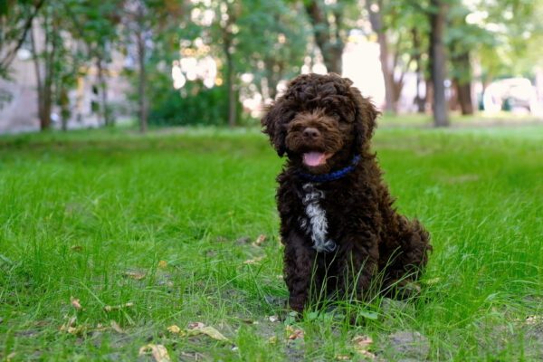 Brown Lagotto Romagnolo Puppy Sitting On Green Grass