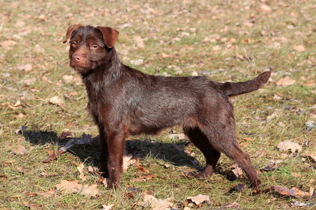 Brown Patterdale Terrier Standing Alert In Grassy Field
