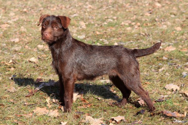 Brown Patterdale Terrier Standing Alert In Grassy Field