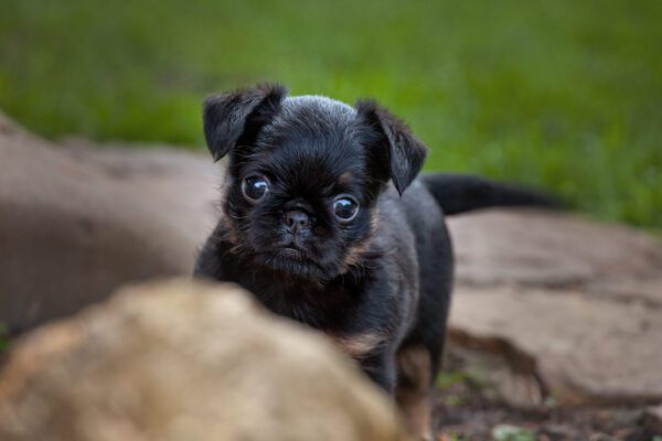 Brussels Griffon Black Puppy Portrait Outdoors