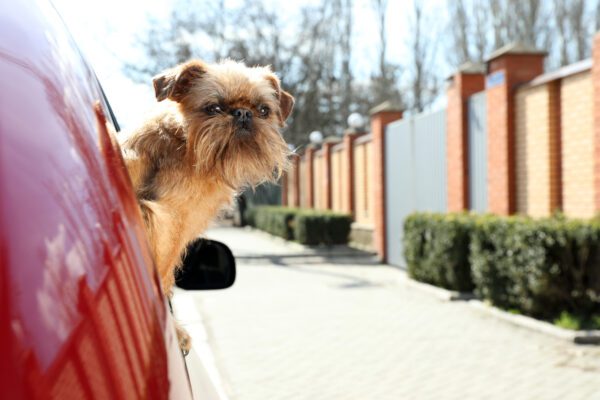 Brussels Griffon Dog Looking Out Of Car Window