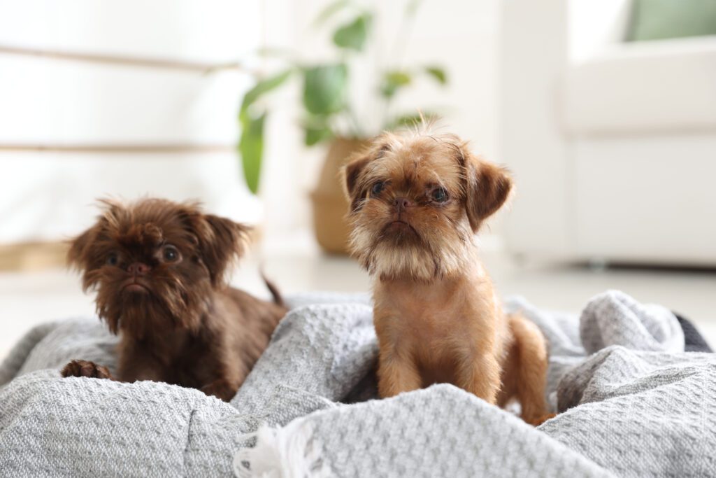 Brussels Griffon Puppies Sitting Together Indoors
