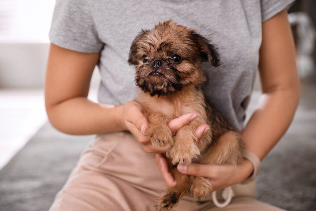 Brussels Griffon Puppy Being Held By Owner Indoors