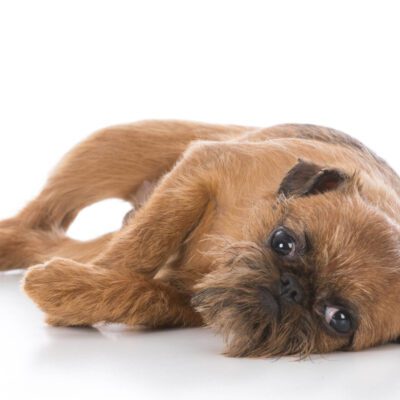 Brussels Griffon