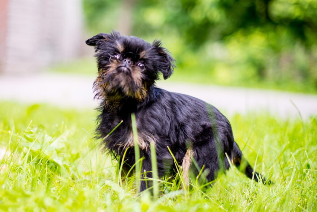Brussels Griffon Puppy Sitting In Green Grass