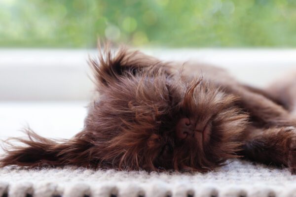 Brussels Griffon Sleeping With Close Up Of Fluffy Coat Texture