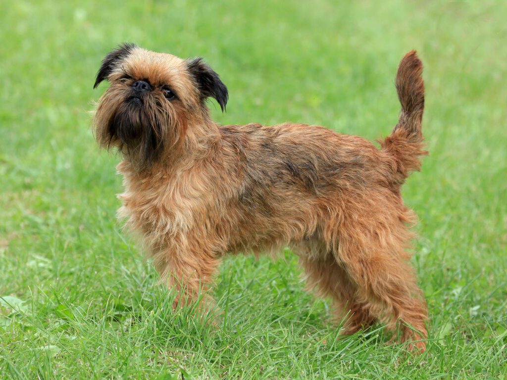 How to Adopt a Brussels Griffon