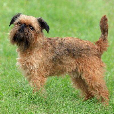 Brussels Griffon