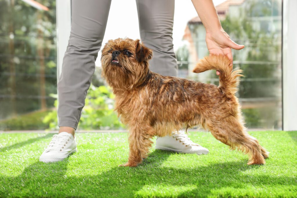 Brussels Griffon Standing On Grass With Owner Holding Its Tail