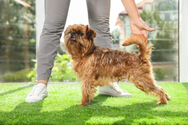 Brussels Griffon Standing On Grass With Owner Holding Its Tail