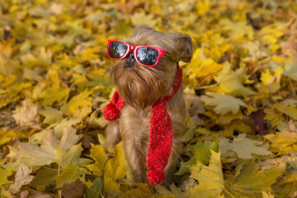 Brussels Griffon Wearing Red Glasses And Scarf In Autumn Leaves