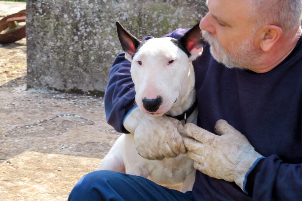Bull Terrier Being Held By Man Outdoors