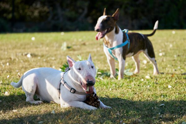 Bull Terrier Dogs Resting Together In Grassy Park