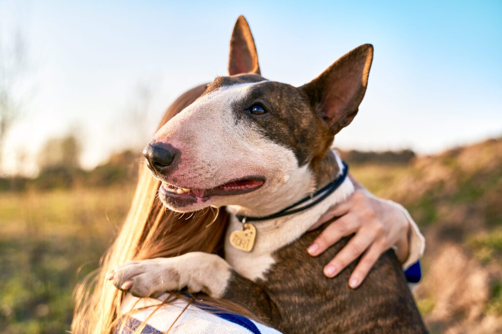 Bull Terrier Portrait With Owner At Sunset