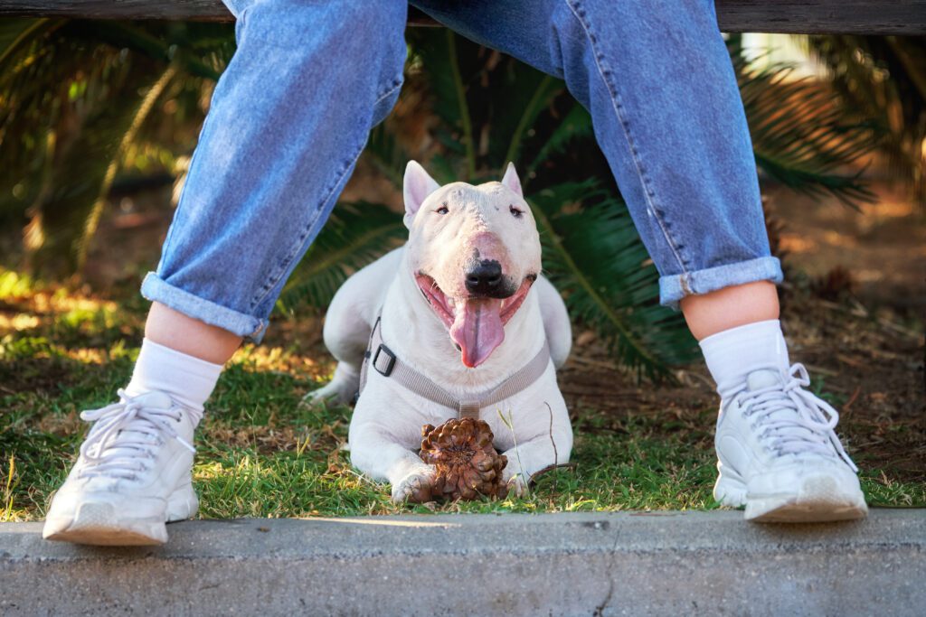 Bull Terrier Resting On Grass Between Owner S Legs