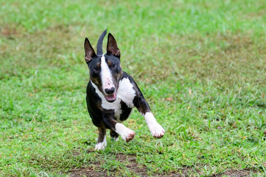Bull Terrier Running On Green Grass
