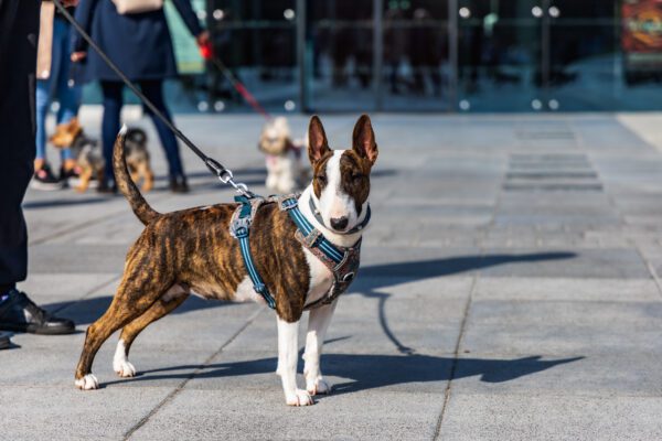 Bull Terrier Standing On City Sidewalk Wearing Harness