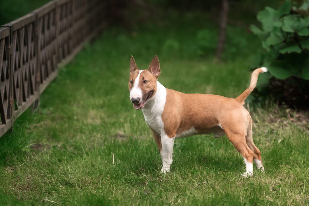 How to Adopt a Bull Terrier