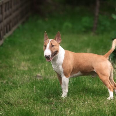 Bull Terrier