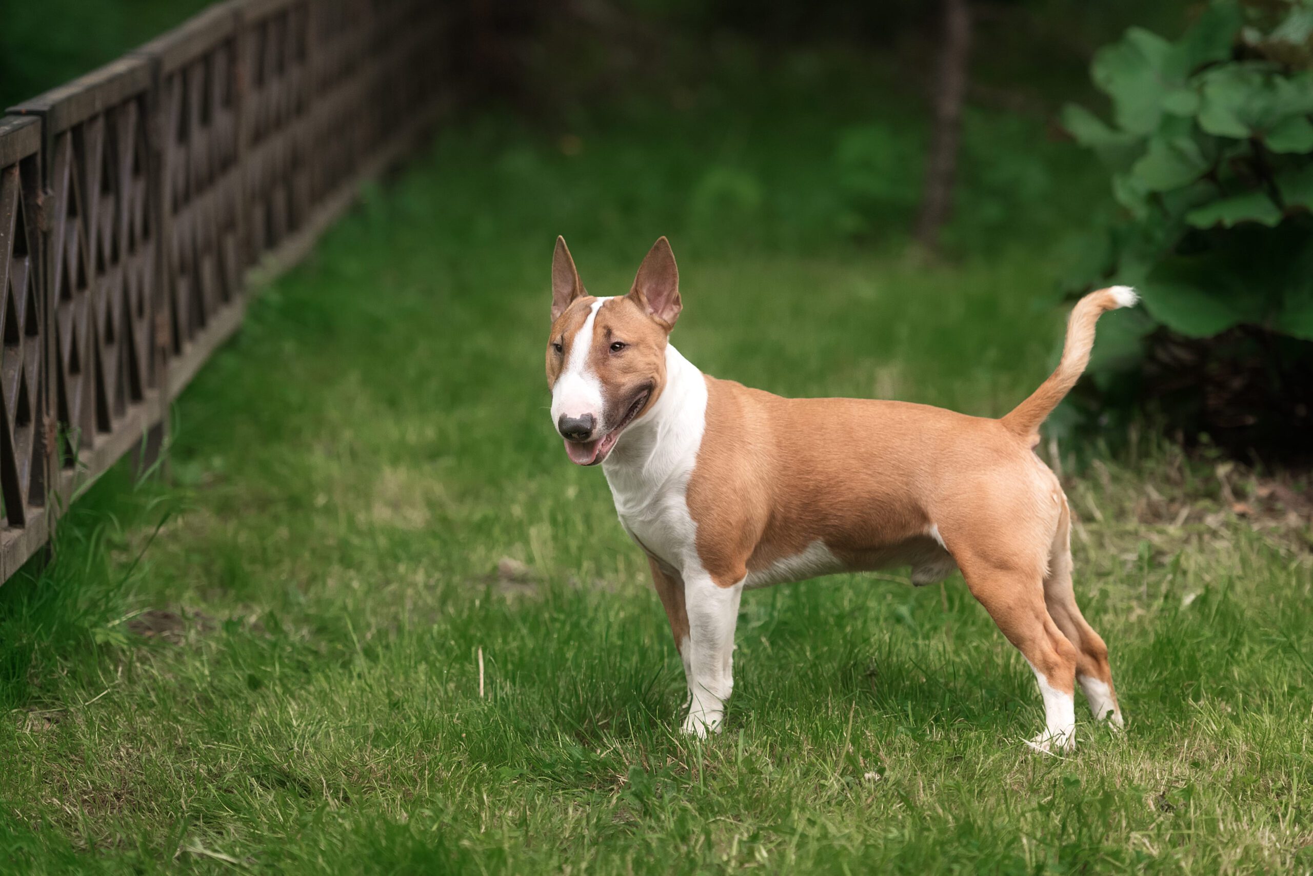 Bull Terrier Adoption Guide