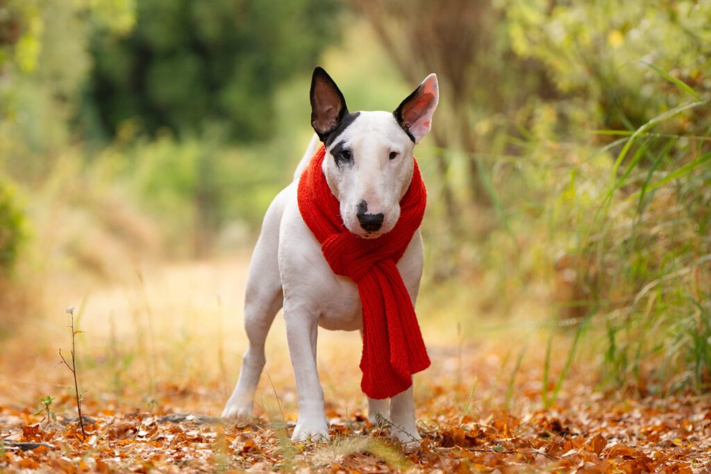 How To Adopt a Bull Terrier in Wisconsin