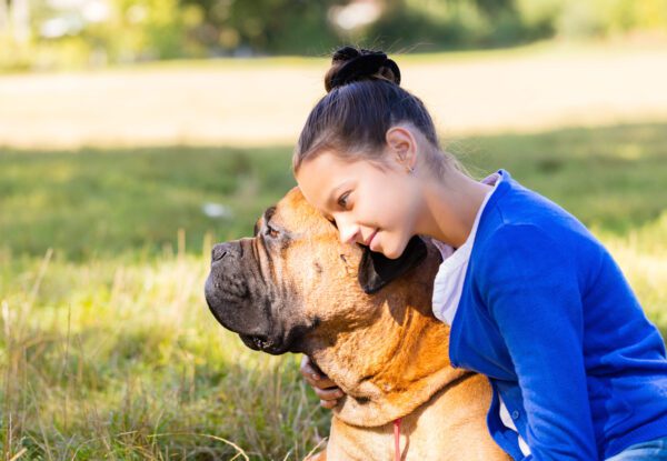 Bullmastiff Being Hugged By Young Girl Outdoors