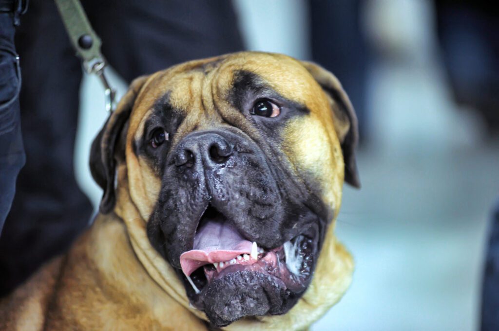 Bullmastiff Close Up Portrait With Tongue Out