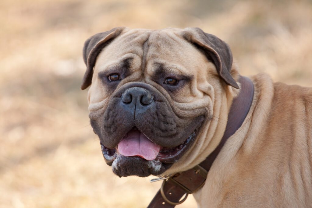 How To Adopt a Bullmastiff in Florida