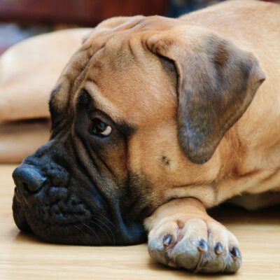 Bullmastiff