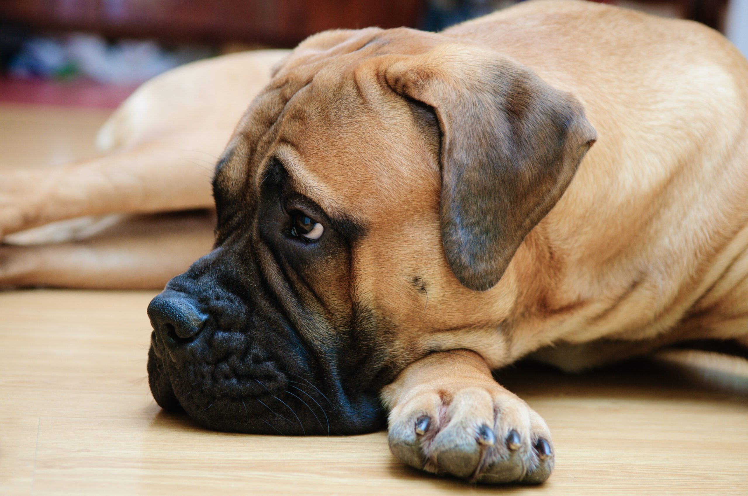 Bullmastiff Adoption Guide