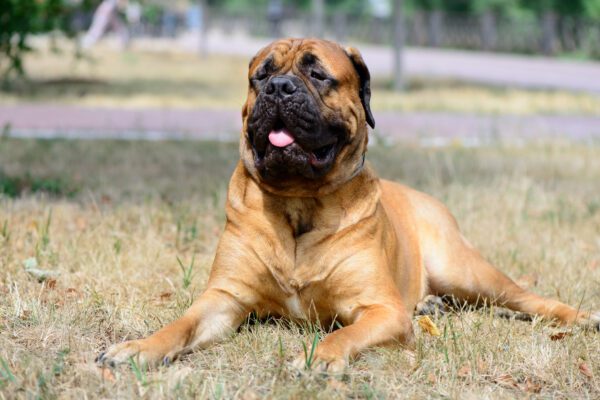 Bullmastiff Dog Lying On Grass Outdoors