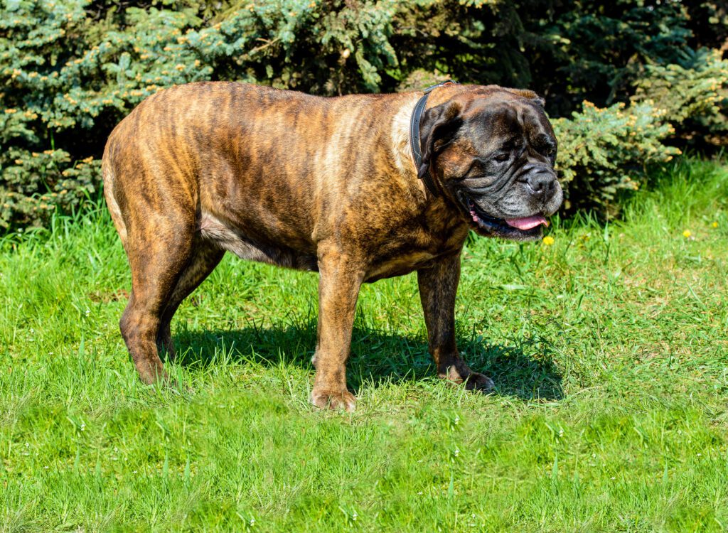 Bullmastiff Dog Standing On Grass In Garden