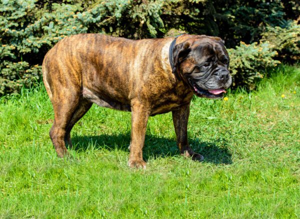 Bullmastiff Dog Standing On Grass In Garden