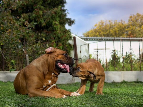 Bullmastiff Dogs Playing Together In Backyard