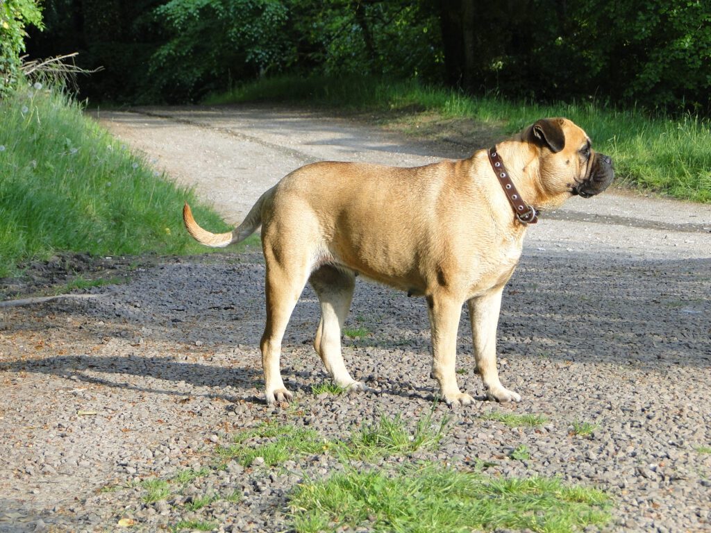 Bullmastiff Standing On Dirt Path Outdoors