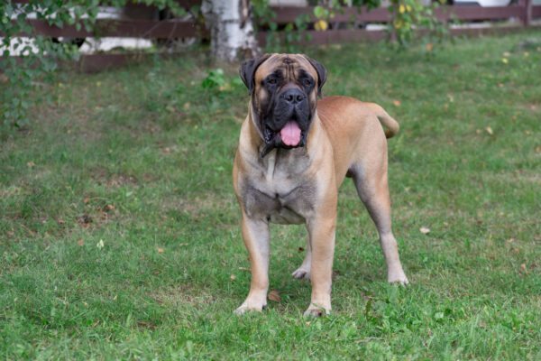 Bullmastiff Standing On Grass With Tongue Out