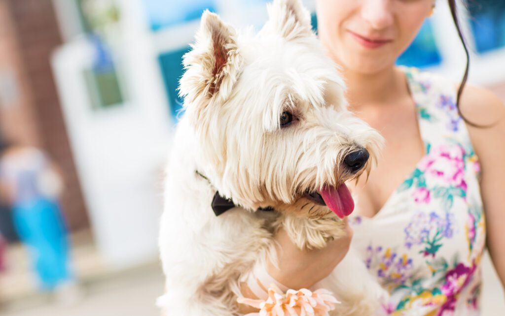 Cairn Terrier Close Up Portrait Beside Owner
